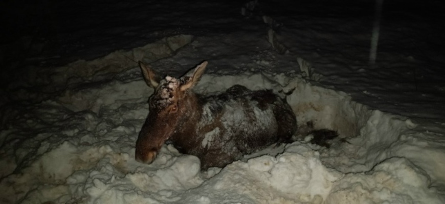 На трассе Судиславль-Галич-Чухлома сбили лося