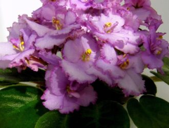 Садовод Ирина Травкина рассказала, как заставить африканские фиалки цвести всю зиму