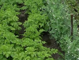 В Буйском районе вырос спрос на бесплатные земельные наделы