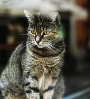 Полный пансион и должность тестировщика: “уволенных” питомцев зовут на новую работу