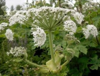 Борщевик в России продолжает захватывать новые земли