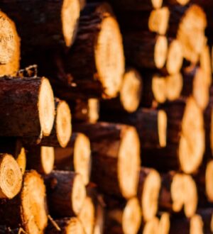 Российский рынок пиломатериалов: изменения ценовой политики в 2023 году