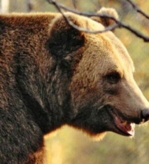 В Судиславском районе заметили медведицу с медвежонком