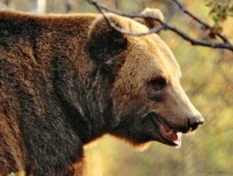 В Судиславском районе заметили медведицу с медвежонком