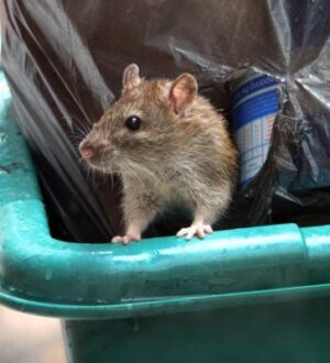 Жители Иваново жалуются на нашествие крыс на улице Лежневской