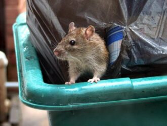 Жители Иваново жалуются на нашествие крыс на улице Лежневской