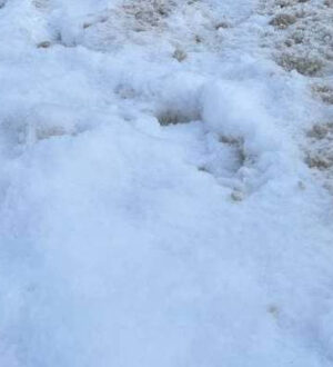 «Вся система сгнила»: активист Костров о сугробах возле памятников блокадникам и ветеранам