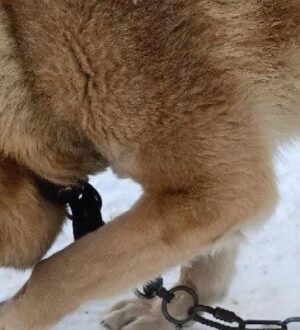 По факту травмирования подростка в результате нападения собаки в городе Нее возбуждено уголовное дело