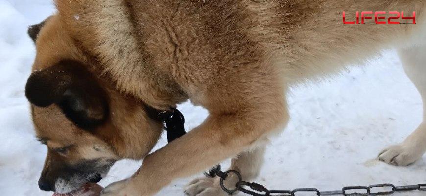 По факту травмирования подростка в результате нападения собаки в городе Нее возбуждено уголовное дело