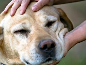 Ветеринарный врач назвал главные признаки проблем со здоровьем у собак