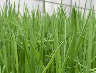 Фермер из Судиславского района выращивает зеленый лук зимой